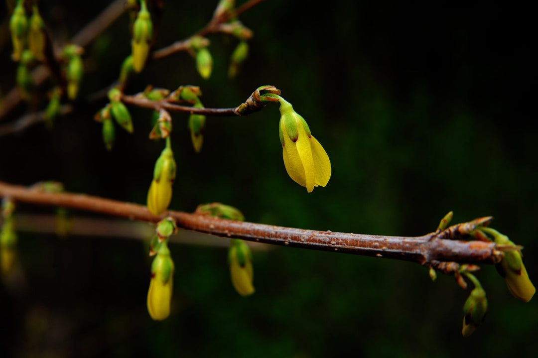 How effective is Berberine?